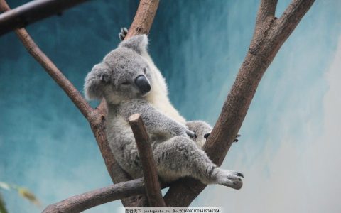 树懒和树獭的区别(树懒和树獭的区别拼音)