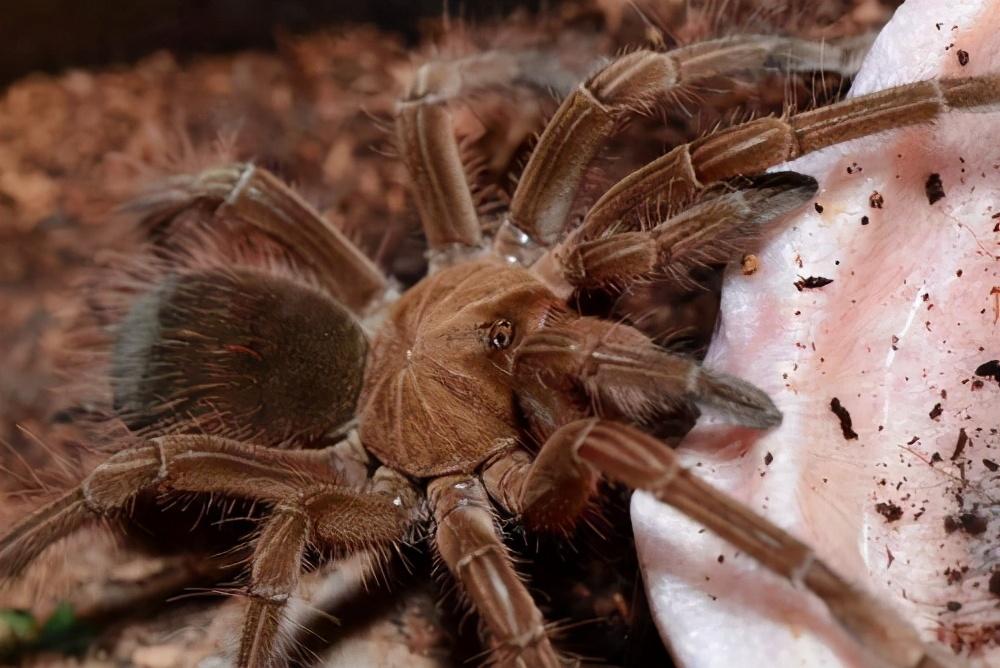 最厉害的昆虫第一名 盘点昆虫界的十大“巨无霸昆虫”