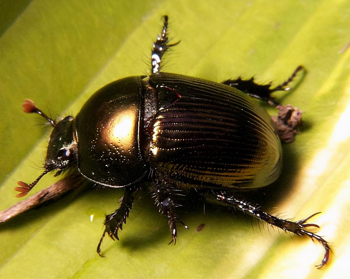 最厉害的昆虫第一名 盘点昆虫界的十大“巨无霸昆虫”