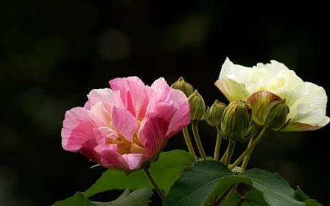 芙蓉花怎么养？芙蓉花的养殖方法