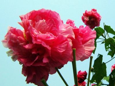芙蓉花怎么养？芙蓉花的养殖方法