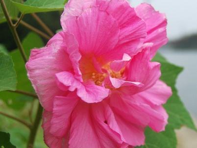 芙蓉花怎么养？芙蓉花的养殖方法