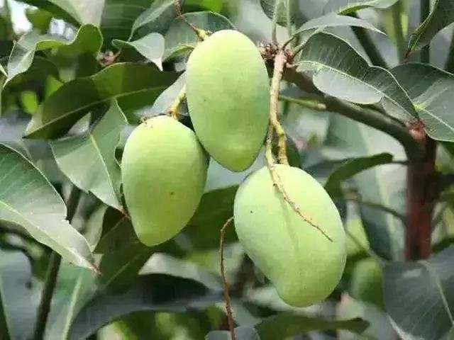 绿化芒能吃吗（绿化芒和普通芒果区别）