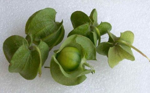 冰粉籽有哪几种（冰粉树是什么样的）