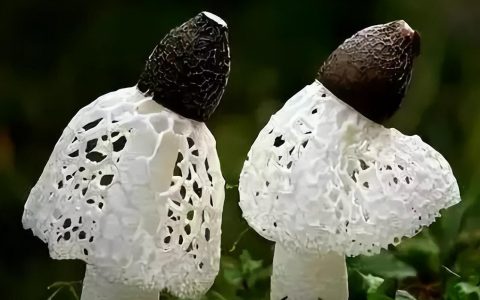 竹荪是什么东西(竹荪是竹子还是菌类)