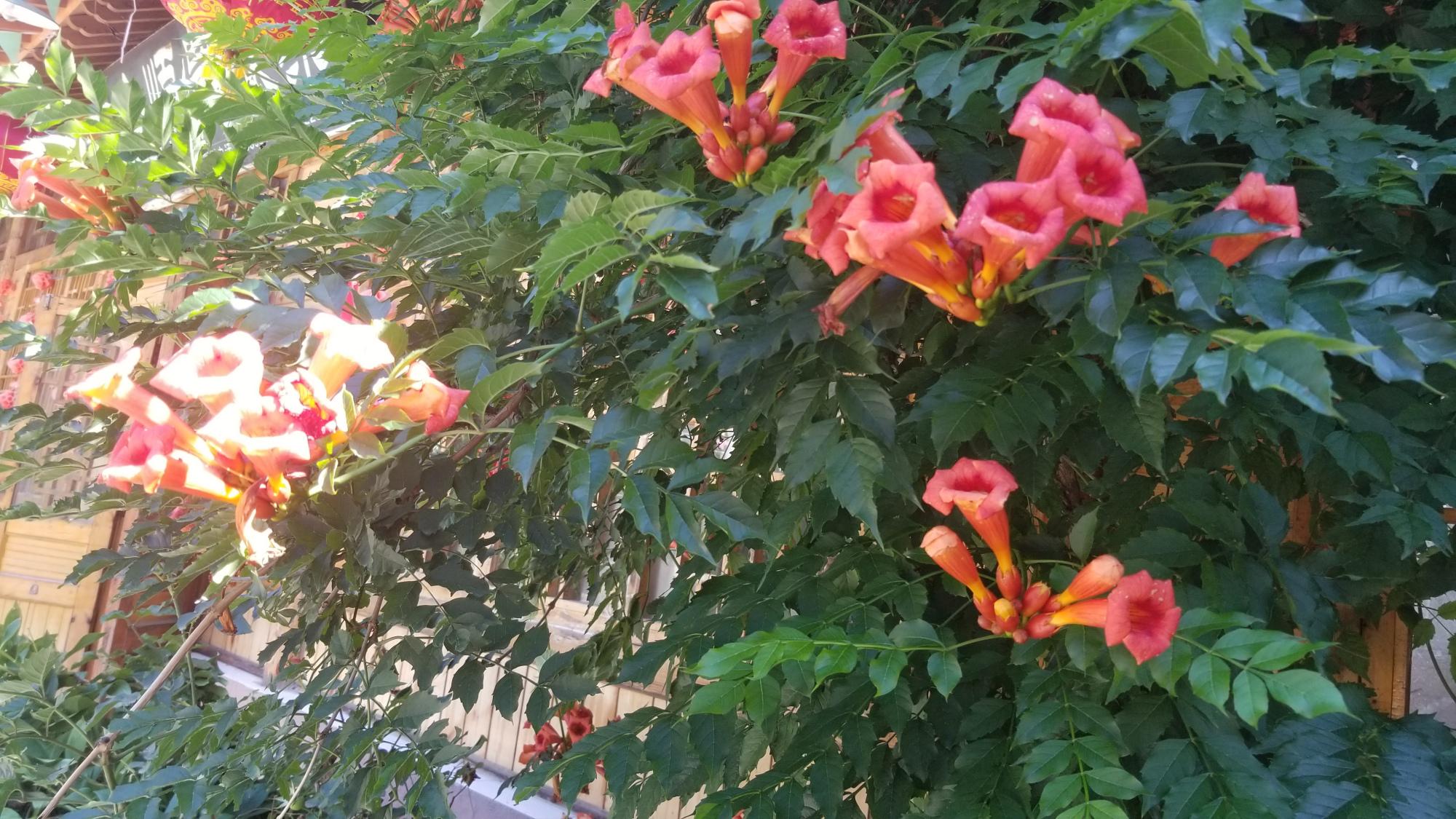 凌霄花的寓意象征（凌霄花花语）