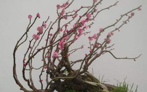 寒梅傲骨经典句子（寒梅傲骨经典诗）