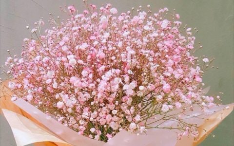 满天星的经典一句短句