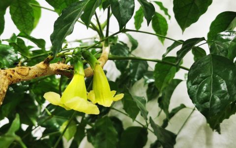 幸福树开花什么预兆？幸福树开花寓意着什么