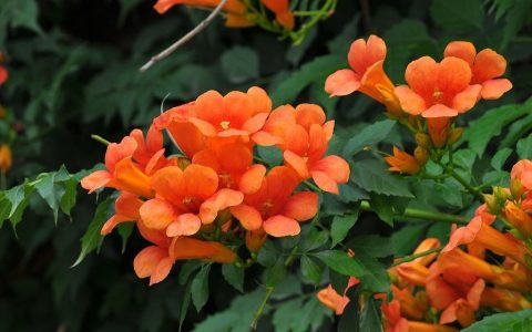 凌霄花的寓意象征（凌霄花的花语是什么）