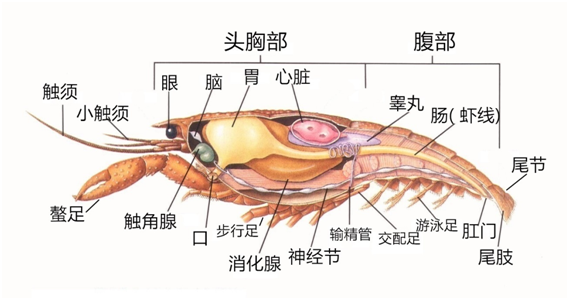 龙虾的头能吃吗（吃了龙虾头要紧吗）