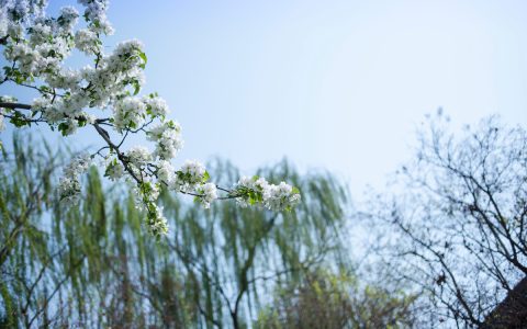 村居作者（村居赏析）