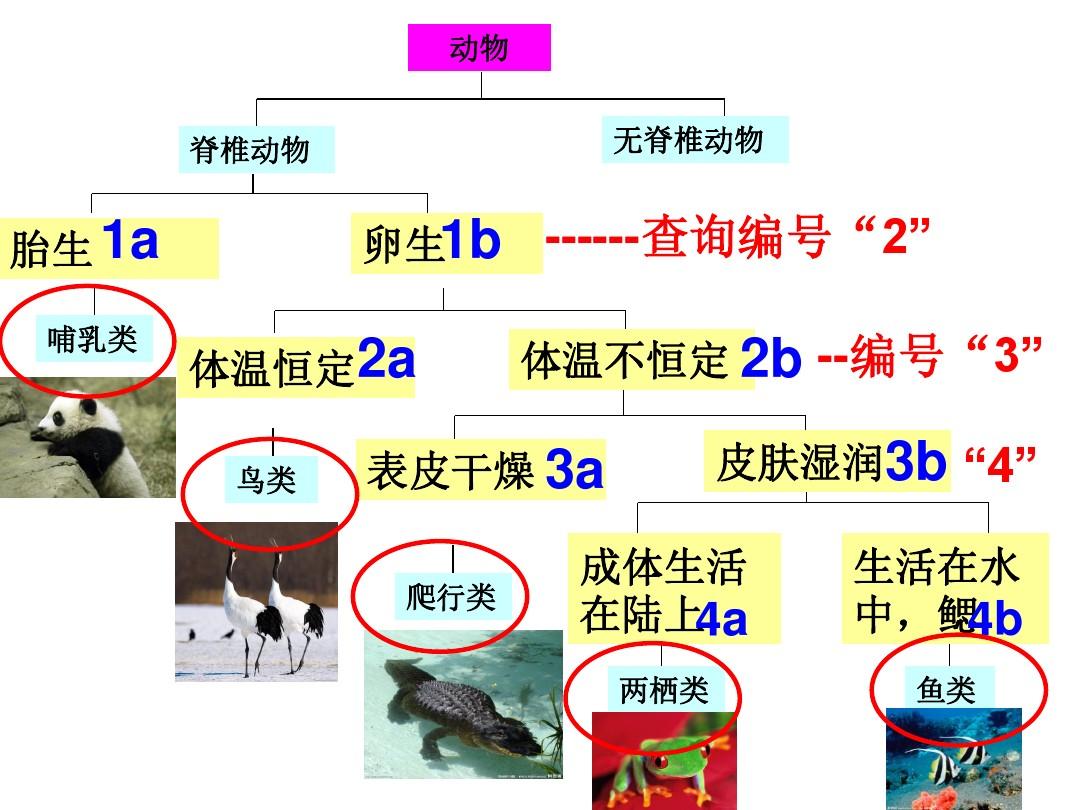 动物的分类标准有哪些（动物的分类标准是什么）