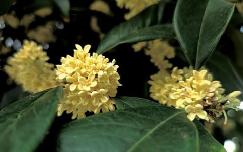 桂花树的特点，桂花分为不同的种类，有哪些特征呢？