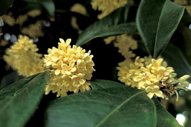 桂花树的特点，桂花分为不同的种类，有哪些特征呢？