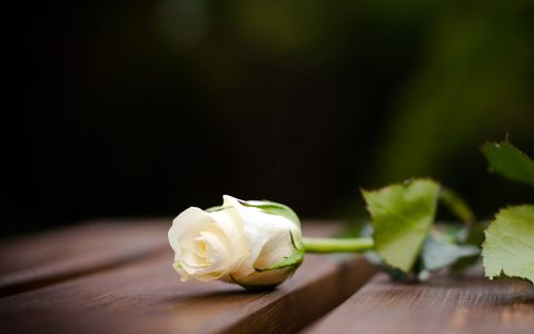 白色的玫瑰代表什么含义（白色的玫瑰花花语）