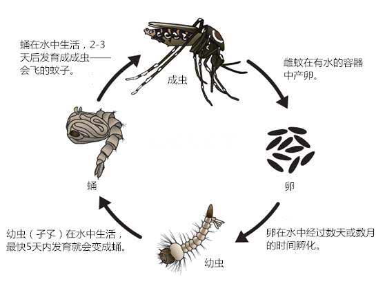 蚊子的寿命有多长（蚊子能过冬吗）