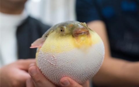 河豚毒素在哪个部位?河豚鱼哪里有毒