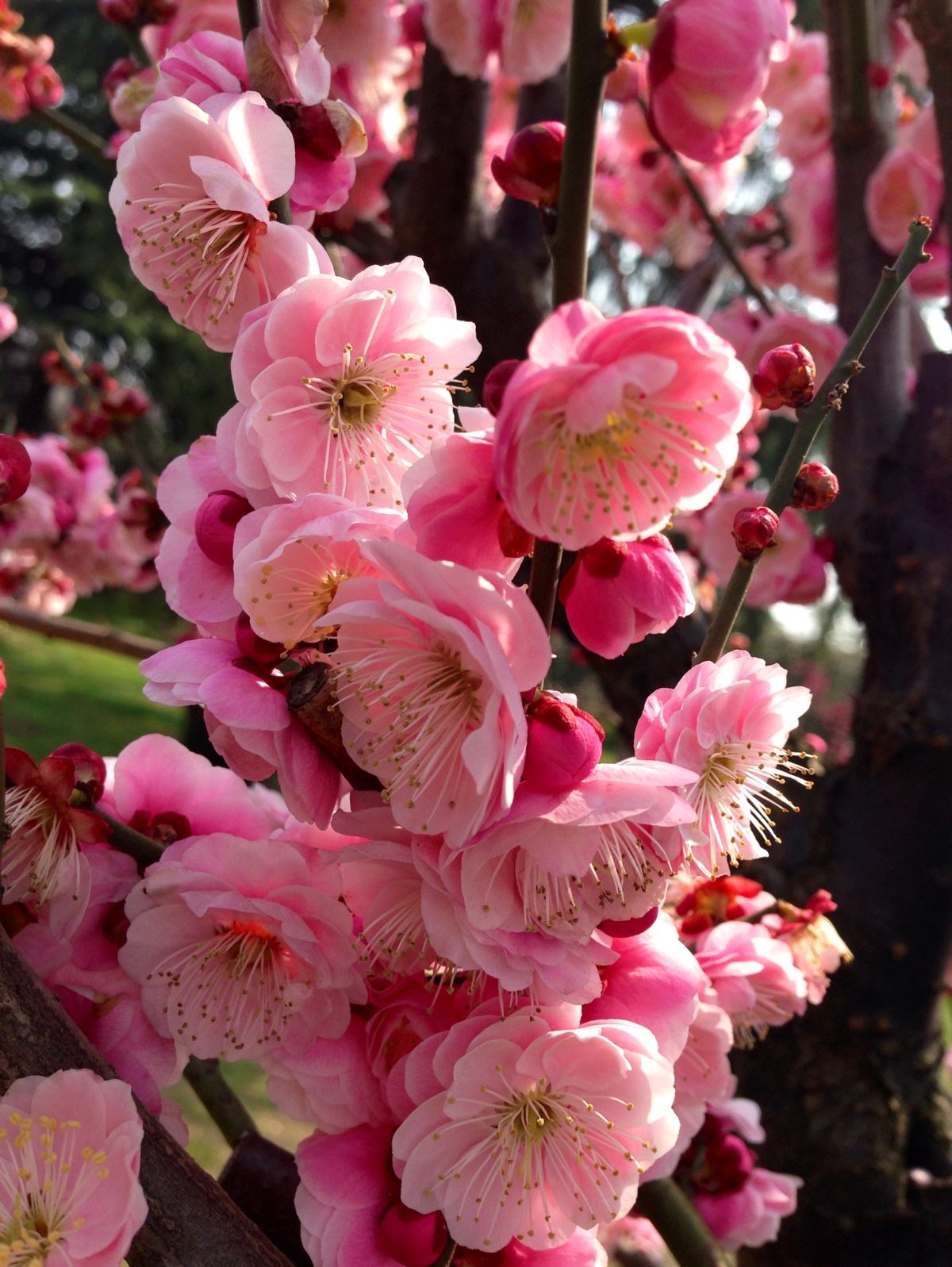 梅花长什么样子（梅花的特点有哪些）