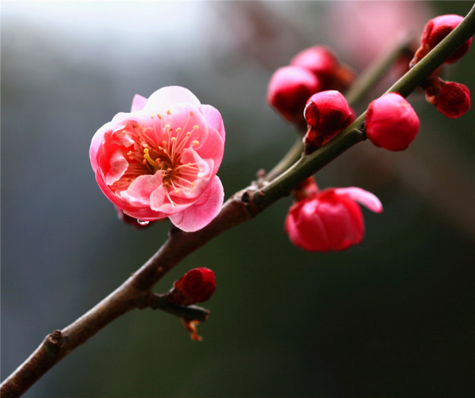 梅花长什么样子（梅花的特点有哪些）