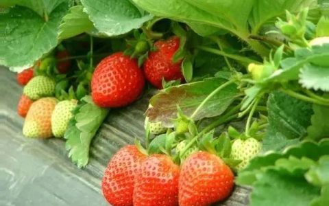 草莓正常成熟季节月份（草莓哪个月份成熟）