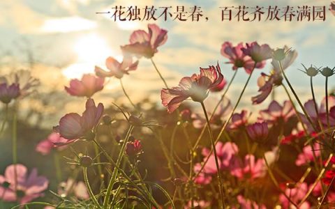 一花独放不是春的下一句是什么？