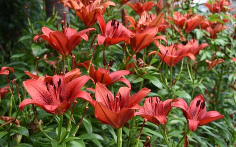 红百合花语和寓意（红色百合花）