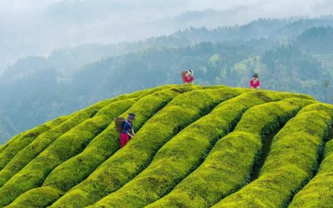 单从属什么茶类，单从茶的香气是从哪里来的？