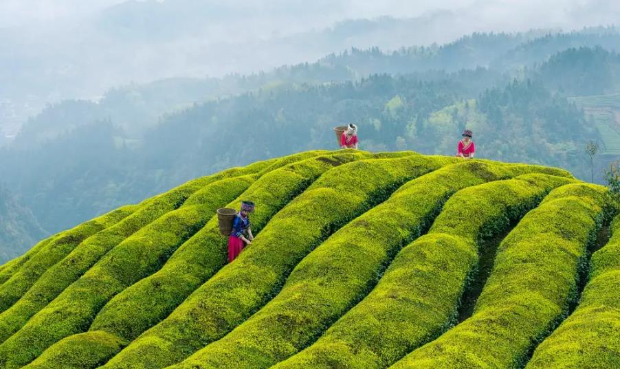 单从属什么茶类，单从茶的香气是从哪里来的？