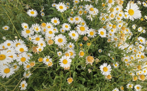 小邹菊花的花语