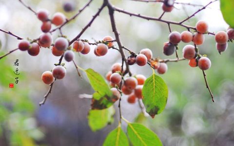 君迁子是什么？君迁子的药用价值
