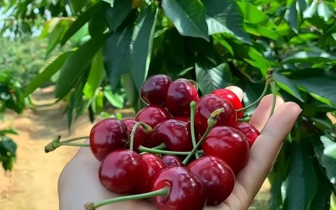 天水樱桃几月份成熟？天水樱桃什么时候成熟