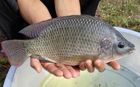 罗非鱼是海鱼吗？罗非鱼是淡水鱼还是海鱼?