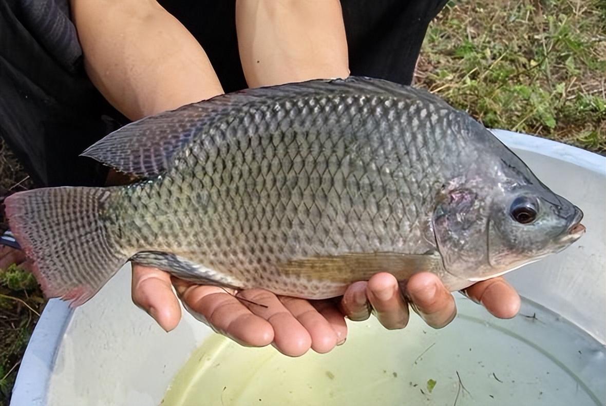 罗非鱼是海鱼吗？罗非鱼是淡水鱼还是海鱼?