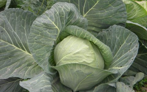 疙瘩白是什么菜(疙瘩白又叫什么)
