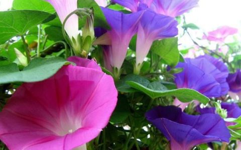 牵牛花为什么叫牵牛花（牵牛花为什么叫牵牛花这个名字）