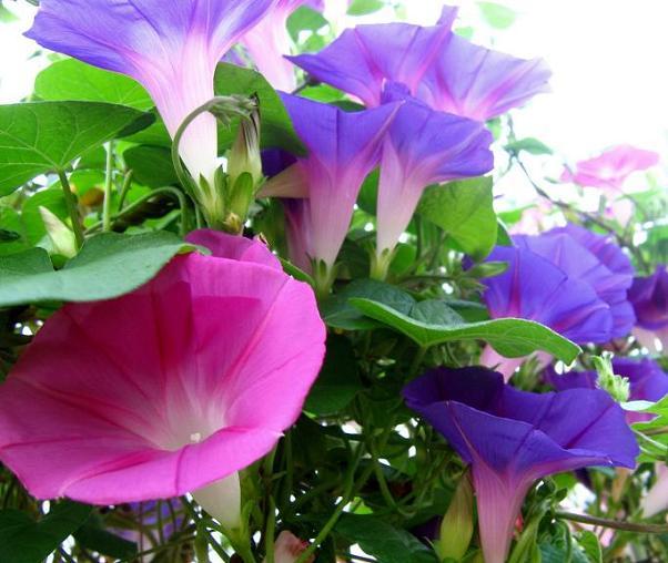 牵牛花为什么叫牵牛花（牵牛花为什么叫牵牛花这个名字）