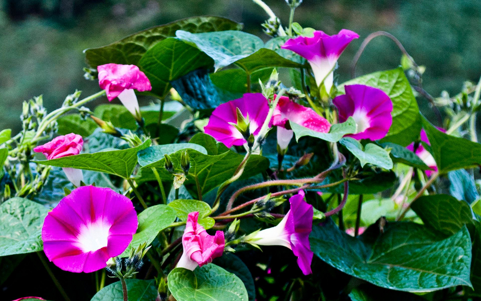 牵牛花为什么叫牵牛花（牵牛花为什么叫牵牛花这个名字）
