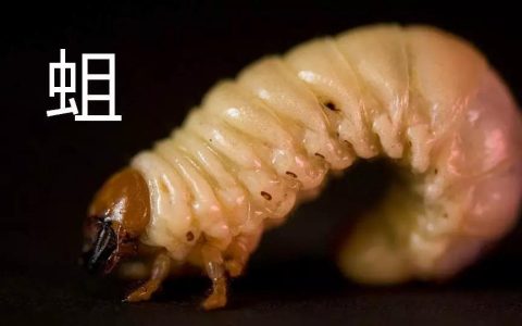蛆会变成什么（蛆是啥变的）