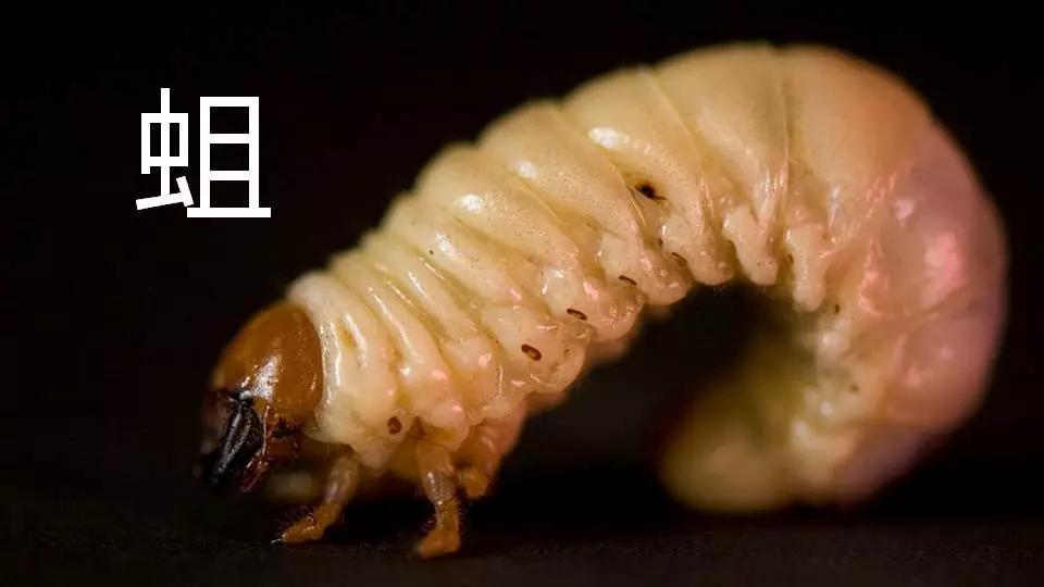 蛆会变成什么（蛆是啥变的）