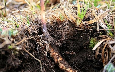 鲜虫草怎么保存（鲜虫草怎样保存效果最佳）