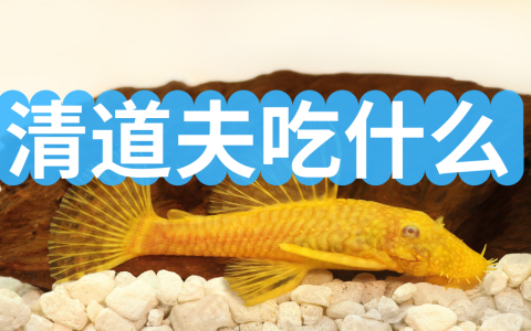 清道夫鱼吃什么？清道夫吃什么食物