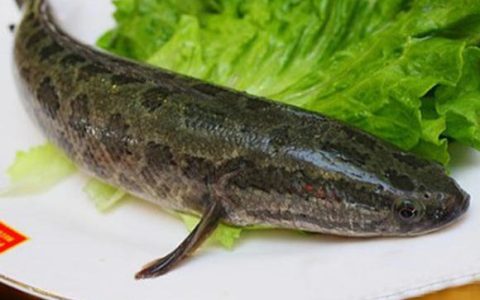 黑鱼喜欢吃的食物（黑鱼喜欢吃的食物是什么）