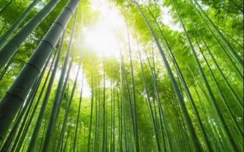 竹炭的功效和作用（竹炭有什么作用）