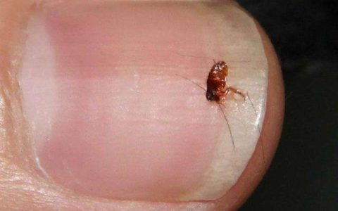 跳蚤怕什么?如何消灭跳蚤