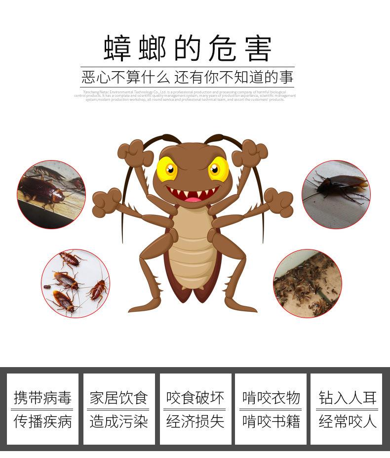 白色蟑螂是什么品种？世界上有没有白色的蟑螂