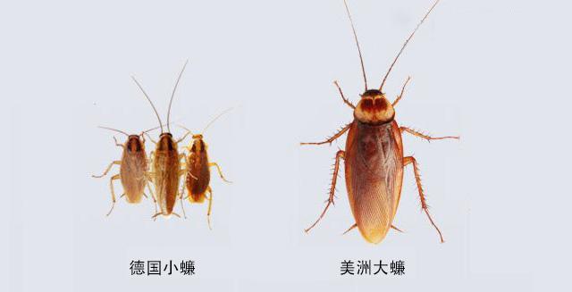 白色蟑螂是什么品种？世界上有没有白色的蟑螂