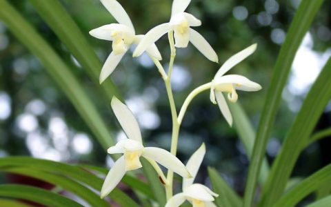 四季最有代表性的花（春夏秋冬四个季节的花）
