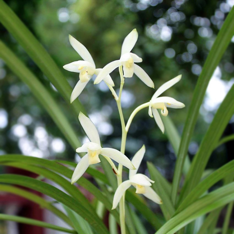 四季最有代表性的花（春夏秋冬四个季节的花）