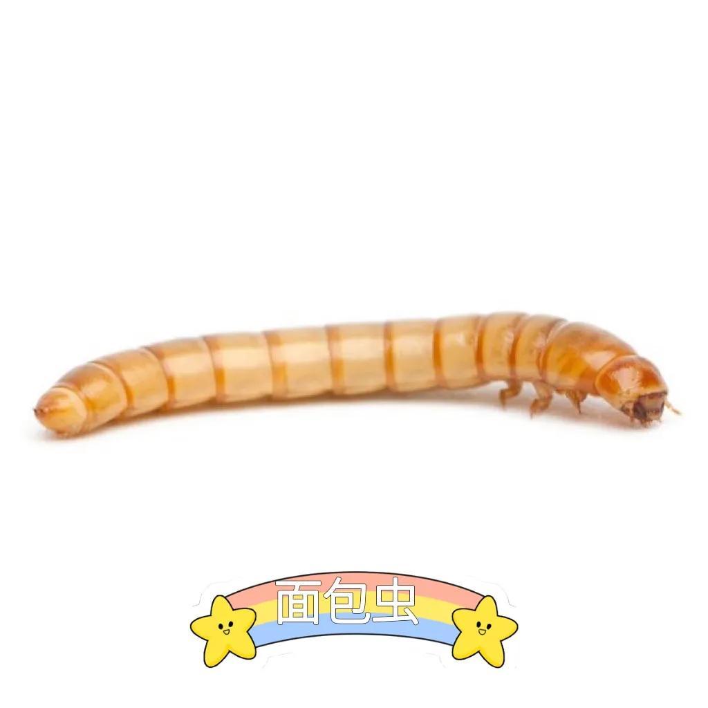 面包虫成虫吃什么？